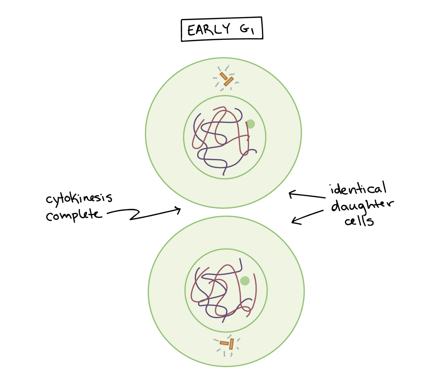 <p>Cytokinesis</p>