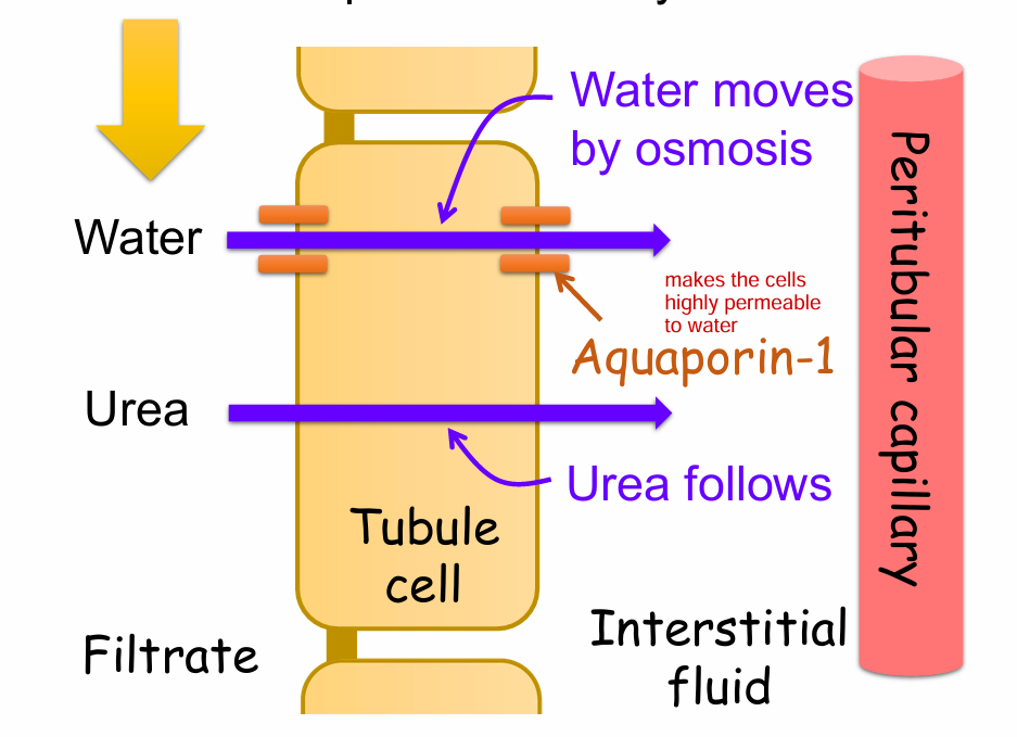 <ol><li><p>If there are aquaporin (water) channels on both the luminal and basolateral membranes of tubular cells, the tubular cell is permeable to water</p></li><li><p>Water moves by osmosis from the lumen, through the tubular cell, to the interstitial fluid</p></li><li><p>This causes a concentration gradient for urea.</p></li><li><p>Urea moves down its concentration gradient from the lumen, through the tubular cell, to the interstitial fluid</p></li><li><p>Water and urea then move by bulk flow from the interstitial fluid into the blood and hence both are reabsorbed</p></li></ol><p></p>