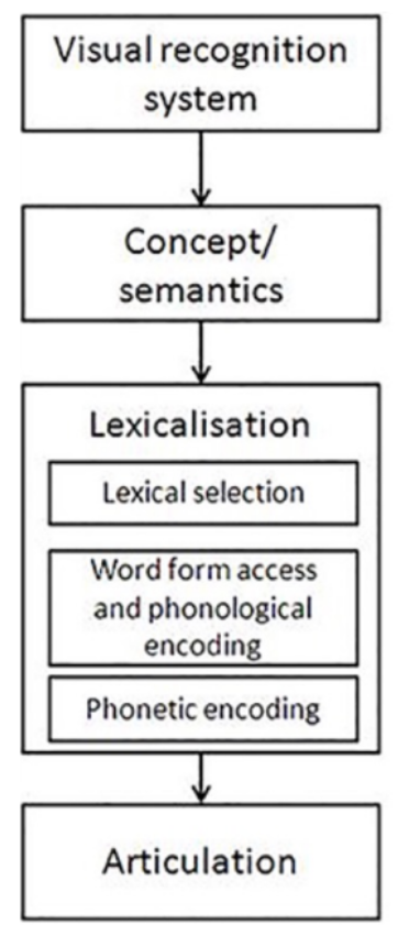 <ul><li><p><span>Postma &amp; Kolk (1993)&nbsp;</span></p></li><li><p><span>Stuttering results from self-monitoring of inner speech&nbsp;</span></p></li><li><p><span>Covert repairs made to phonetic plan before errors occur&nbsp;</span></p></li><li><p><span>phonological encoding deficit or hyperactive monitoring?&nbsp;</span></p></li><li><p><span>But inconsistent evidence on phonological abilities of PWS</span></p></li></ul><p></p>