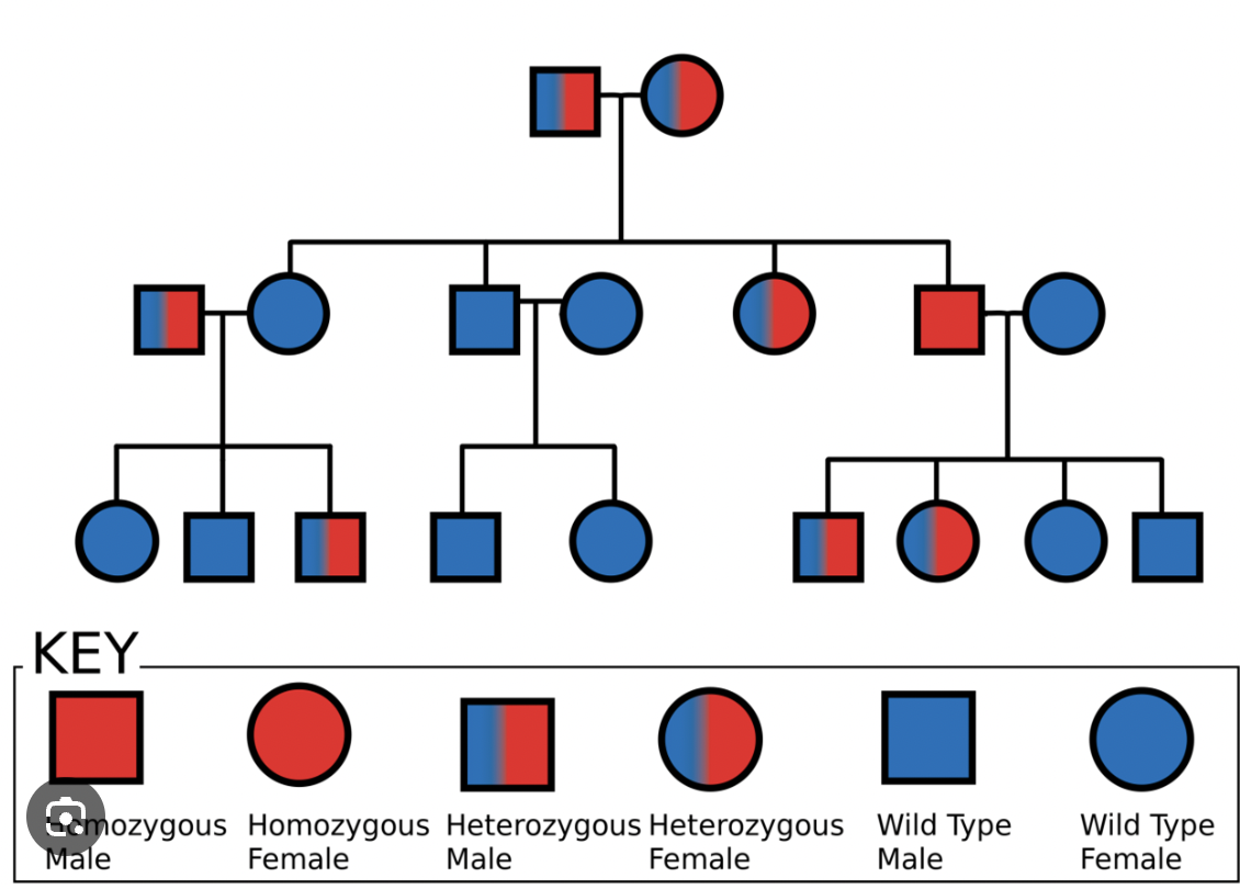 <p>Pedigree </p>