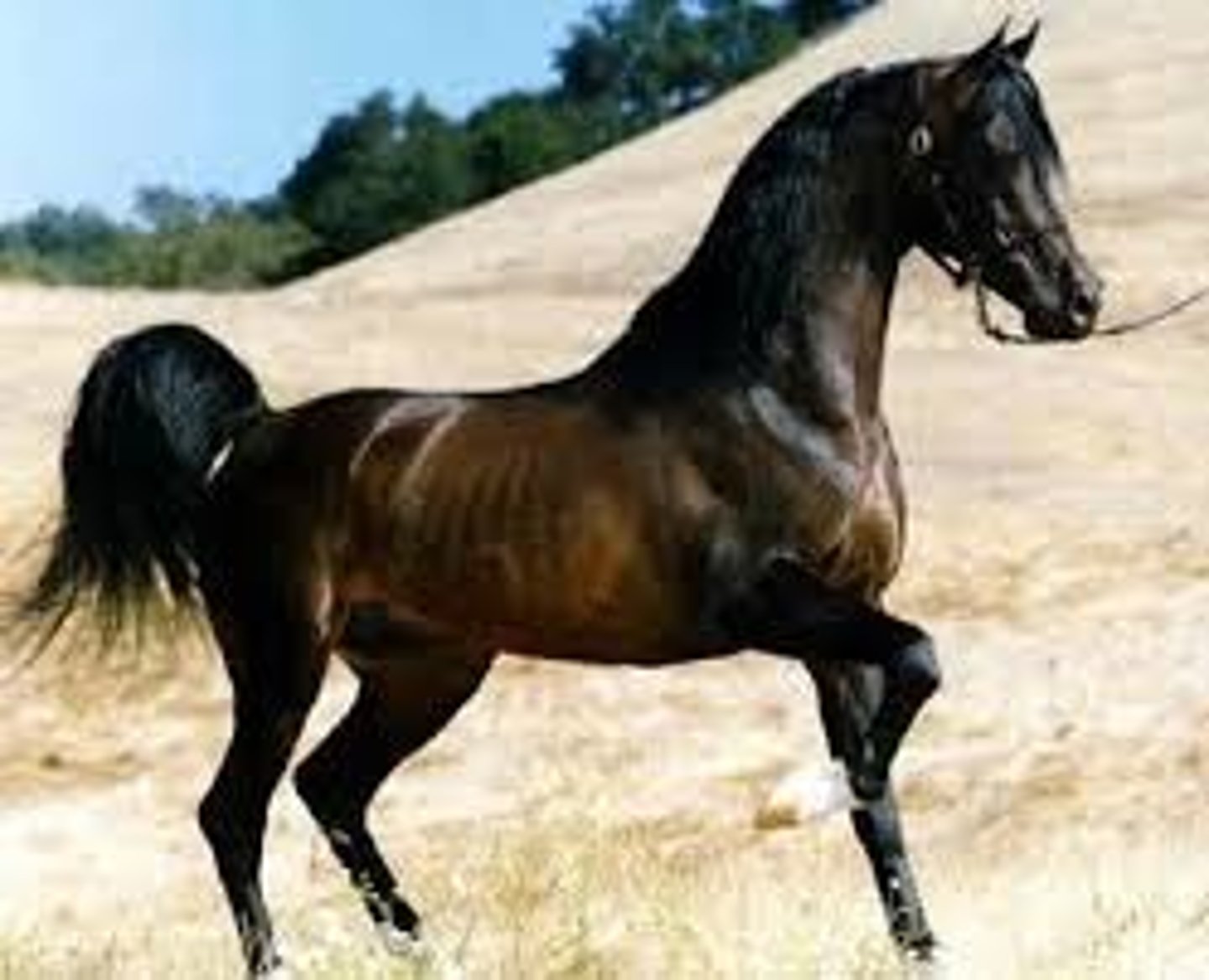<p>Arabian</p>