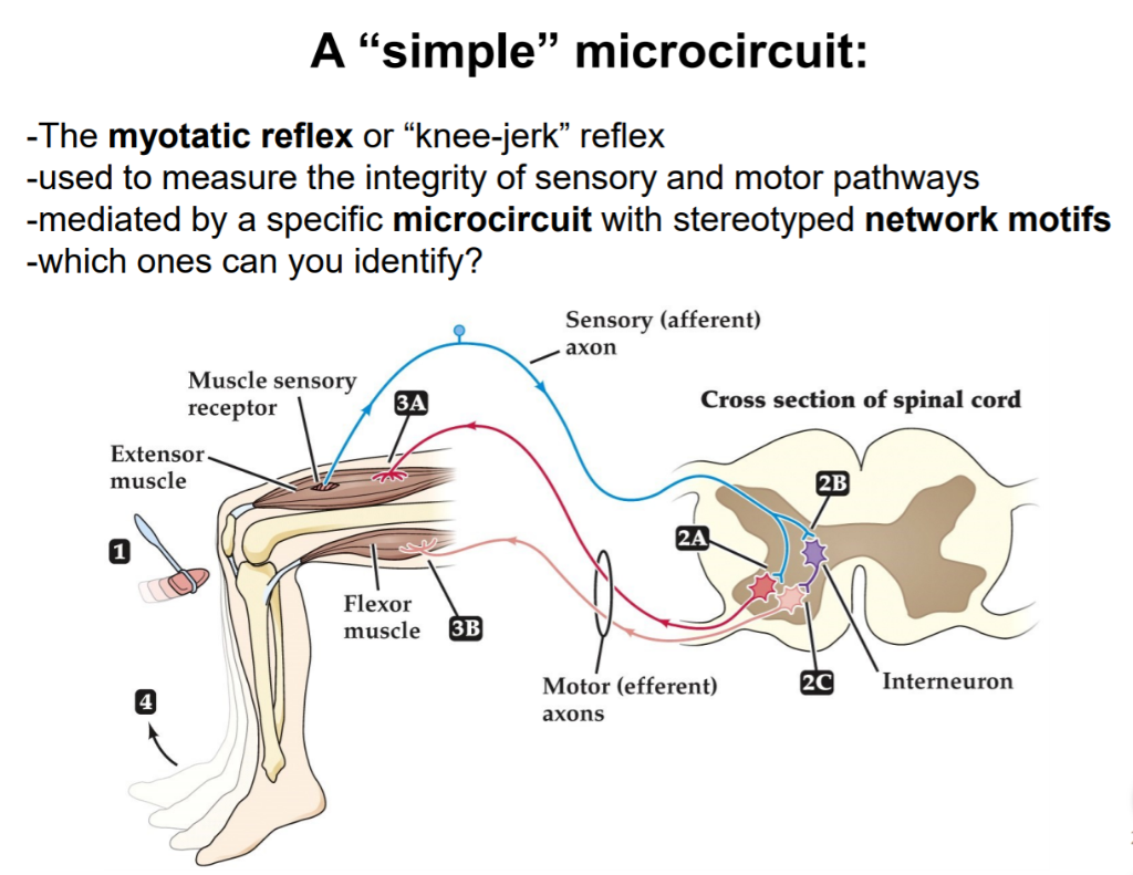 <p>hammer tap —&gt; sensory neuron —&gt; motor neuron (extensor) —&gt; interneuron —&gt; motor neuron (flexor) —&gt; leg extends</p>