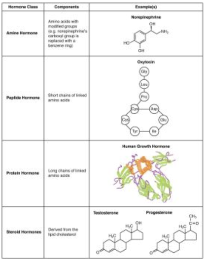 <ul><li><p><strong>Peptides</strong> (e.g., insulin, glucagon)</p></li><li><p><strong>Steroids</strong> (e.g., vitamin D, estrogen)</p></li><li><p><strong>Amino acid derivatives</strong> (e.g., epinephrine, thyroxine)</p></li></ul><p></p>