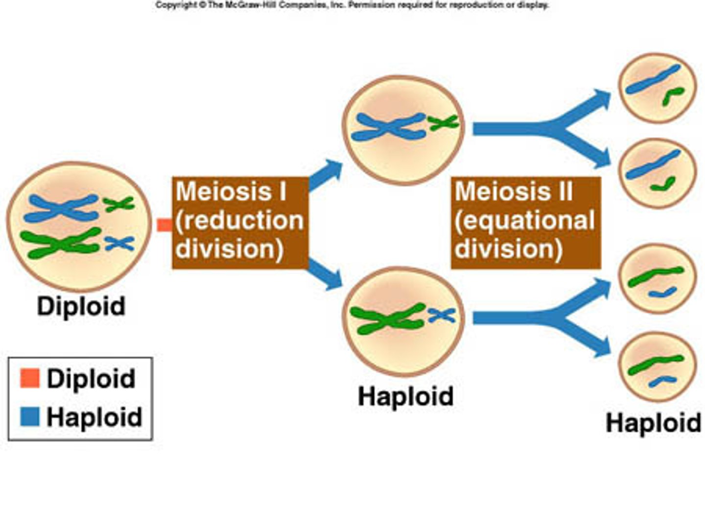 <p>(C) Reductional, Equational</p><p>Meiosis I generates haploid daughter cells in a process called Reductional division; Meiosis II results in the separation of sister chromatids and conserves the number of chromosomes, known as Equational division.</p>
