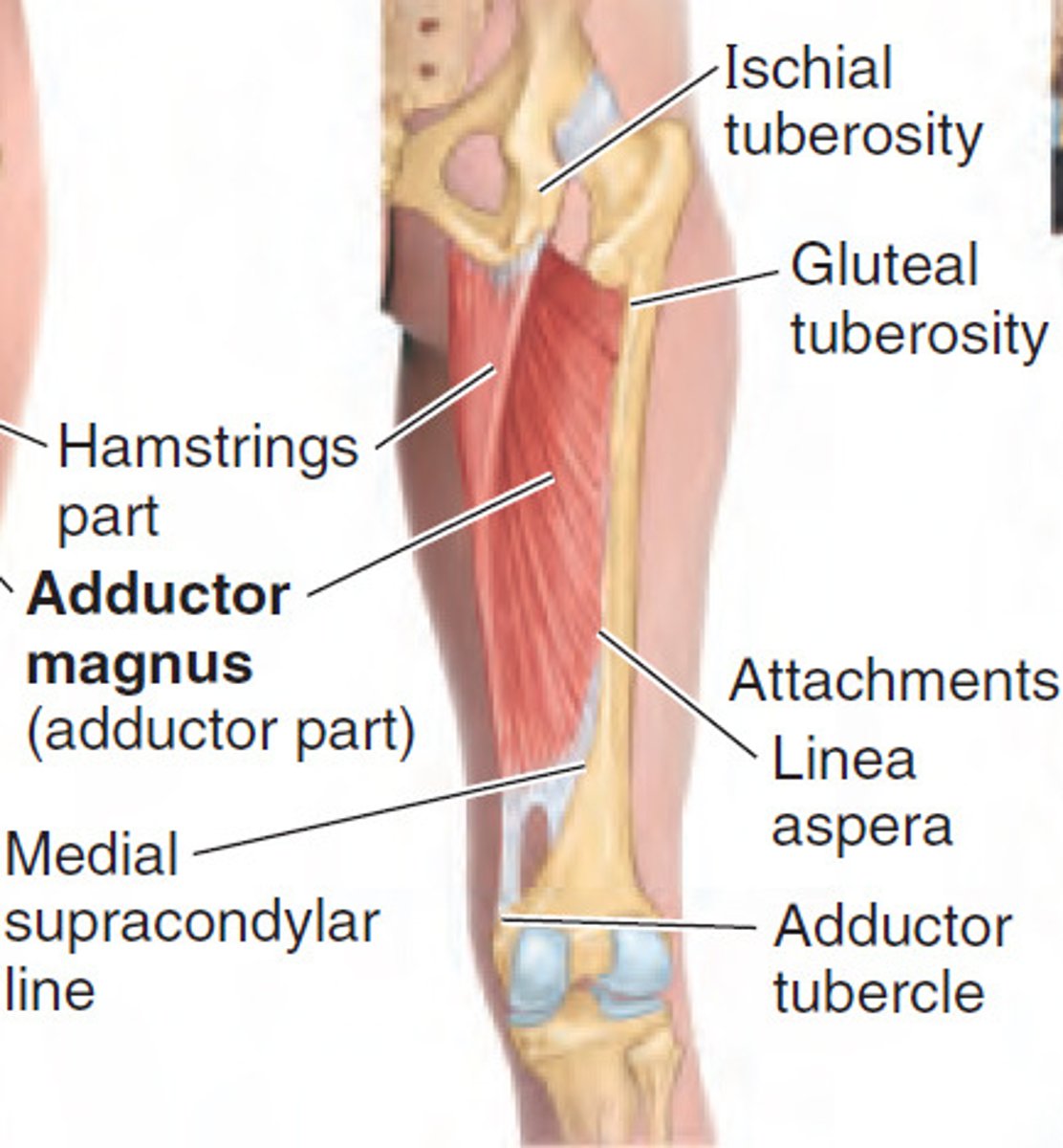 <p>adductor part (ischiopubic ramus) and extensor part (ischial tuberosity)</p>