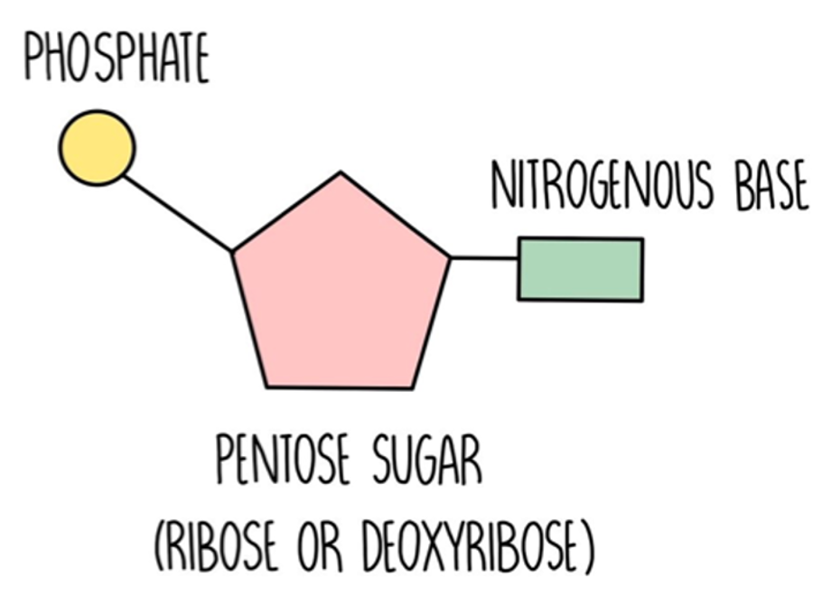 <p><span>⚬A phosphate group</span></p><p><span>⚬A sugar</span></p><p><span>⚬A nitrogenous base</span></p>