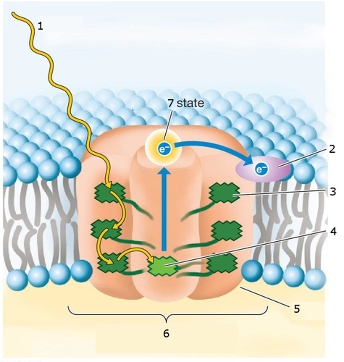 <p>protein complexes in the thylakoid membrane that are able to absorb light energy</p><p>each photosystem has a reaction centre that contains 2 chlorophyll a</p><p>they have light-harvesting antennae (mainly made of chlorophyll b) that take the light and bring them to the reaction centre</p><p>when chlorophyll a receives the energy brought by the antennae, both chlorophylls get oxidized (loss of electron as the electron gets excited)</p><p>P700: chlorophyll a of PSI, because it absorbs light at 700nm</p><p>P680: chlorophyll a of PSII, because it absorbs light at 600nm</p>