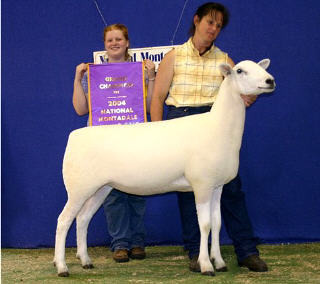 Origin: United States, Traits: carcass quality, growth, lambing percentage, and wool production