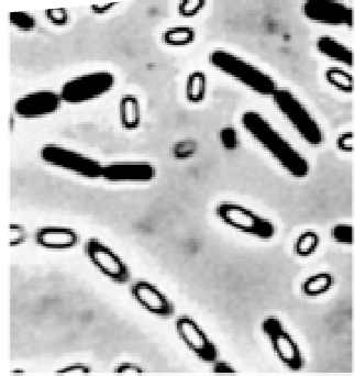 <p>dormant survival structures</p><ul><li><p><span>Produced by some Gram-positive bacilli</span></p></li><li><p><span>Vegetative cell: metabolically active</span></p></li><li><p><span>resist extremes of heat, drying, freezing, radiation, and chemicals that would kill vegetative cells</span></p></li><li><p><span> Require special stains (Endospore stain) to view</span></p></li></ul><p></p>