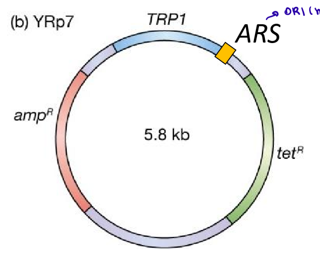 <p>YRp</p><ul><li><p>Plásmido sin el ORI de 2<span>µm</span></p></li><li><p><span>Secuencias ARS (autonomously replicating sequences)</span></p><ul><li><p>100pb</p></li><li><p>Origen de replicación cromosomal</p></li></ul></li><li><p>Marcador de selección auxotrófico: TRP1</p></li><li><p>Marcador de selección: amp^R (resistencia a ampicilina) y tet^R (resistencia a la teraciclina)</p></li></ul><p></p>