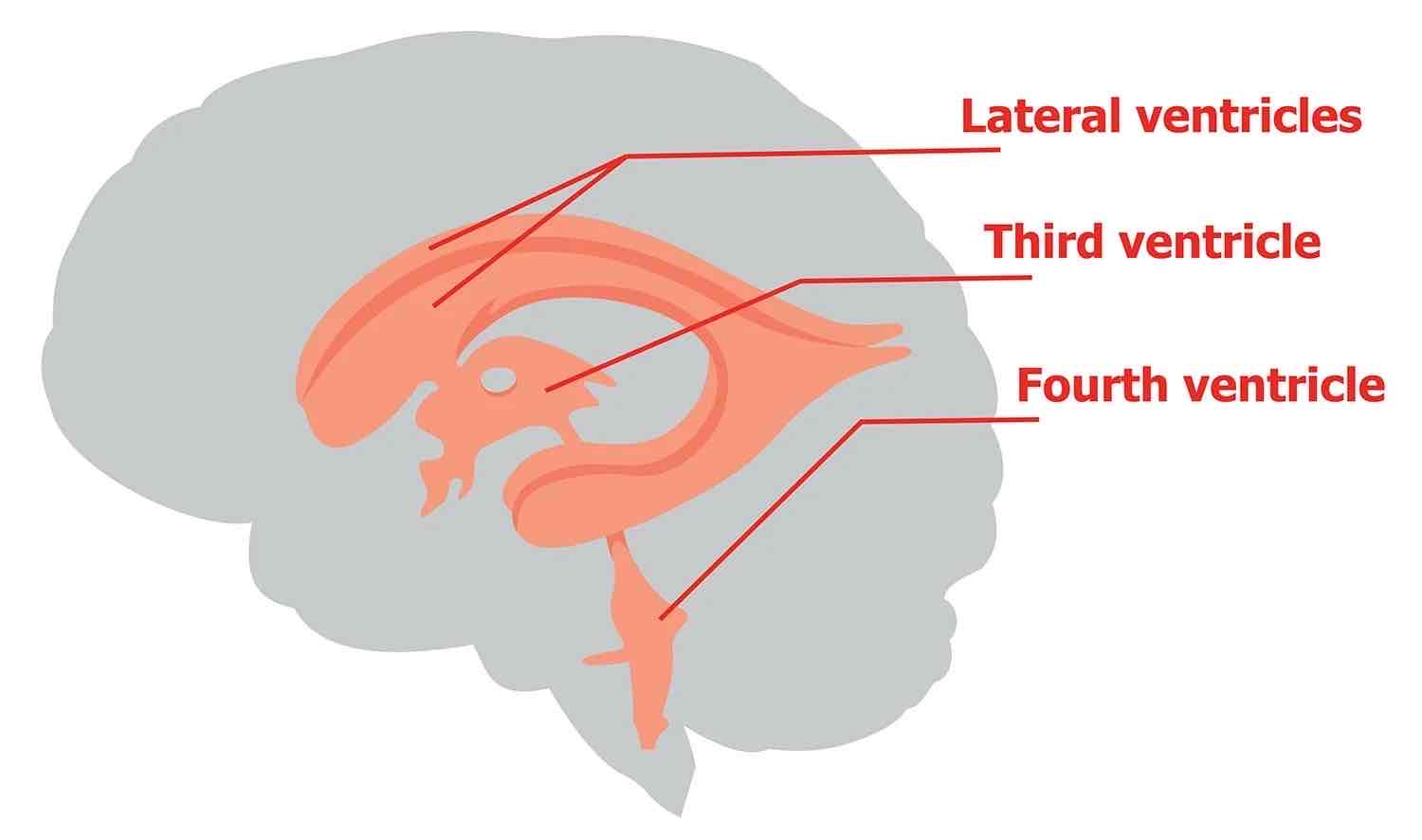 <p>Ventricles</p>