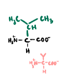 <p>A branched-chain non-polar amino acid.</p>