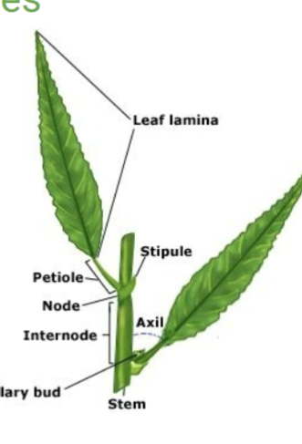 <p>Nodes</p>