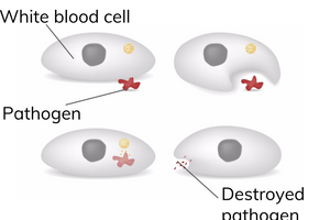<ul><li><p>lysozymes break down the foreign cells</p></li><li><p>phagocytosis of the foreign cells</p></li><li><p>production of antibodies that bind to the antigens and inhibit the functioning of the foreign cells</p></li></ul><p></p>