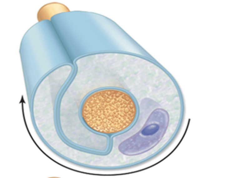 <p>plasma membrane and cytoplasm of neurolemmocyte begin to form consecutive layers around the axon</p>