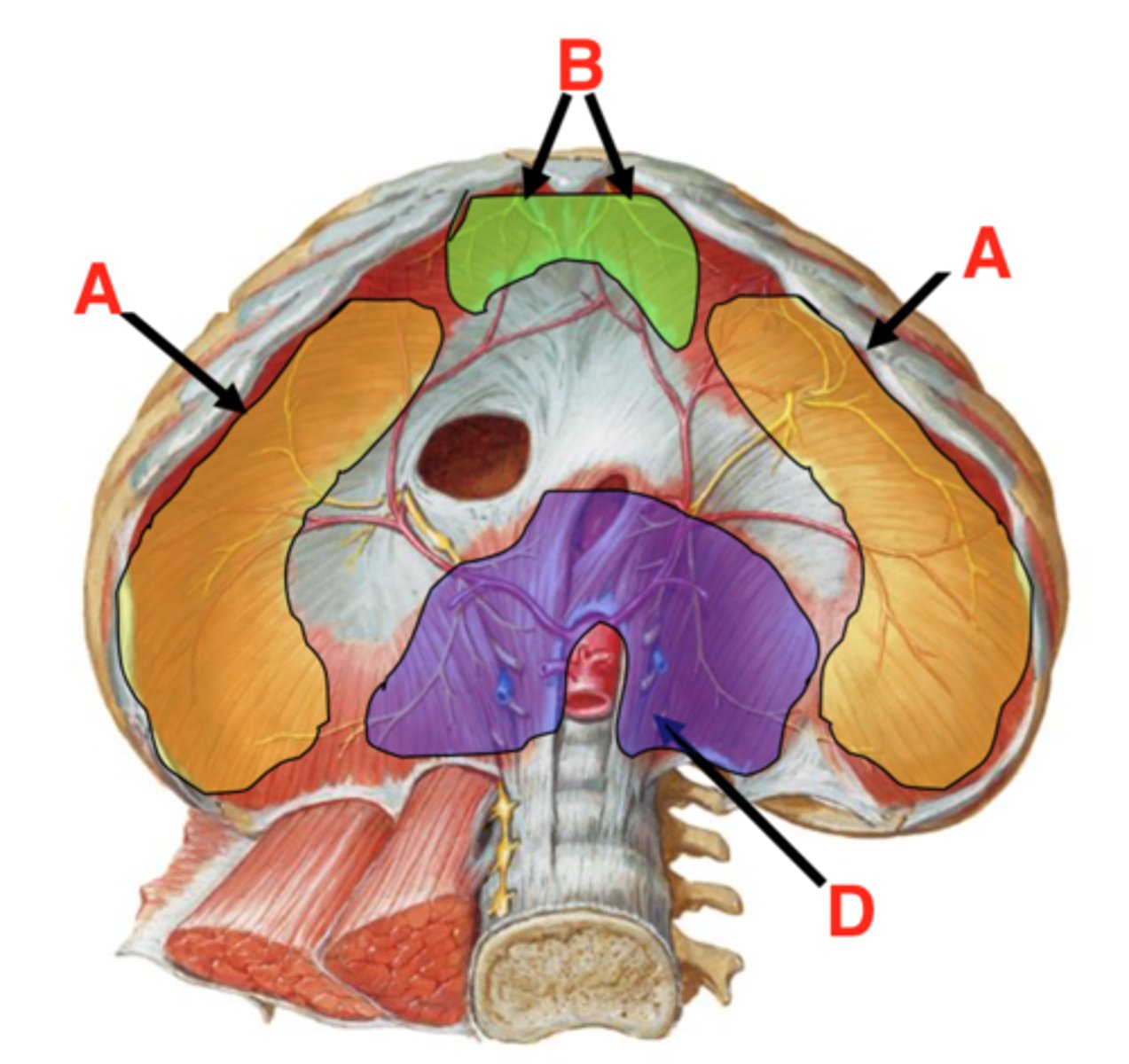<p>ID A (be specific)</p>