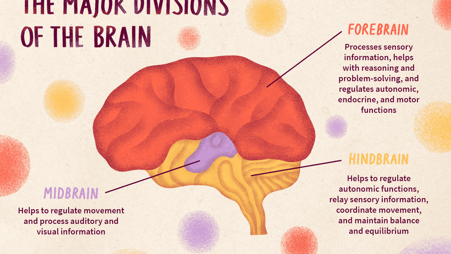 <p>the part of the brainstem involved in levels of arousal; responsible for generating movement patterns in response to sensory input.</p>