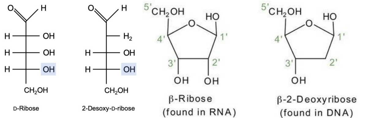 <ul><li><p>RNR sudėtyje yra ribozė;</p></li><li><p>DNR sudėtyje yra deoksiribozė;</p></li><li><p>Nukleotiduose vyrauja beta-furanozės forma;</p></li><li><p>Pentozės anglies atomai RNR ir DNR sudėtyje žymimi štrichais, siekiant atskirti juos nuo heterociklinių azoto bazių atomų.</p></li></ul><p></p>