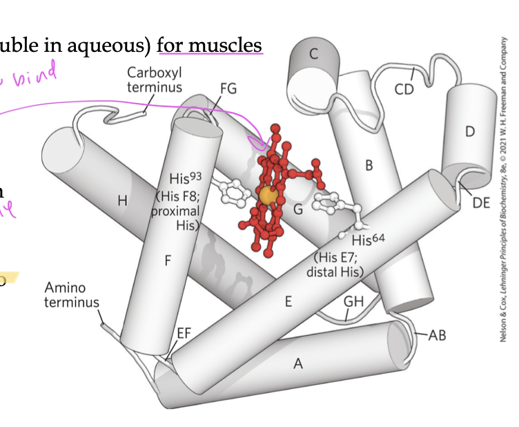 <p>function of myoglobin</p>
