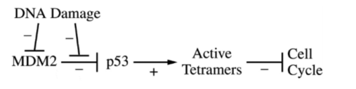 <p>What happens if MDM2 was inhibited?</p>