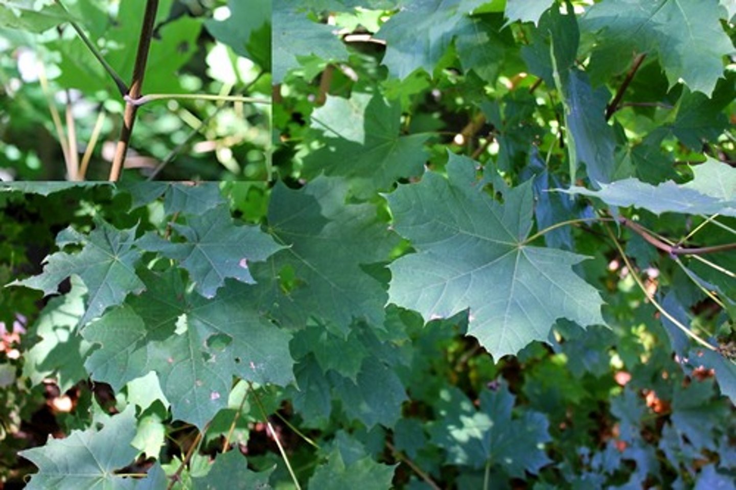 <p>Norway maple</p>