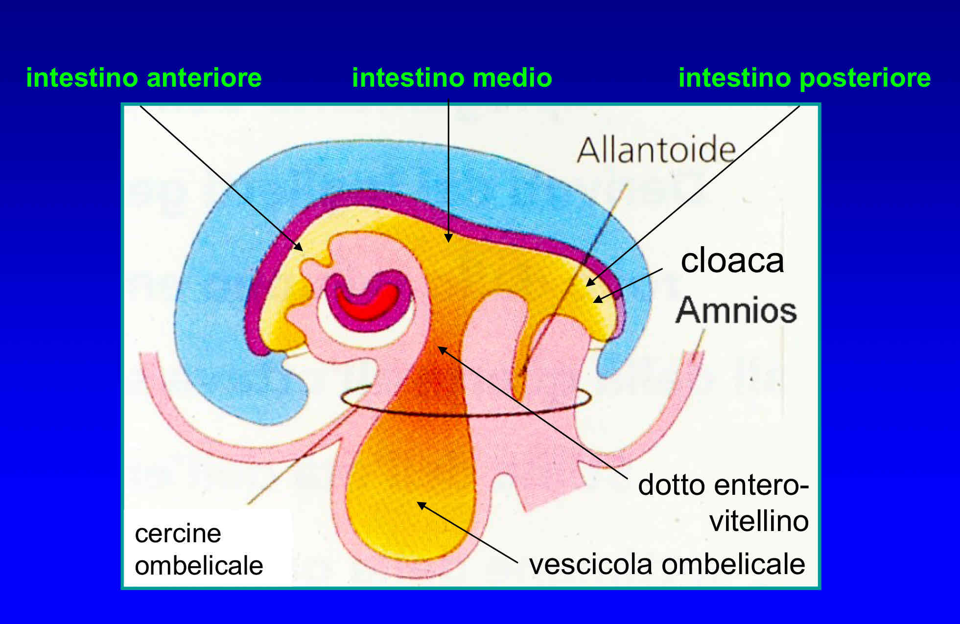 <p>Si accartoccia formando l’intestino primitivo messo in comunicazione con la vescicola ombelicale (sacco vitellino escluso dal corpo dell’embrione) dal cercine ombelicale che forma una strozzatura a metà intestino primitivo che forma il dotto enterovitellino.</p>