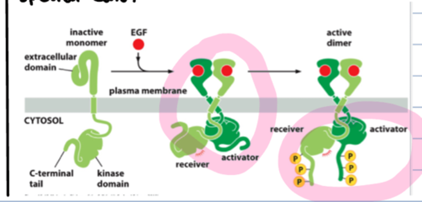 <p>different than receptor tyrosine kinase</p>