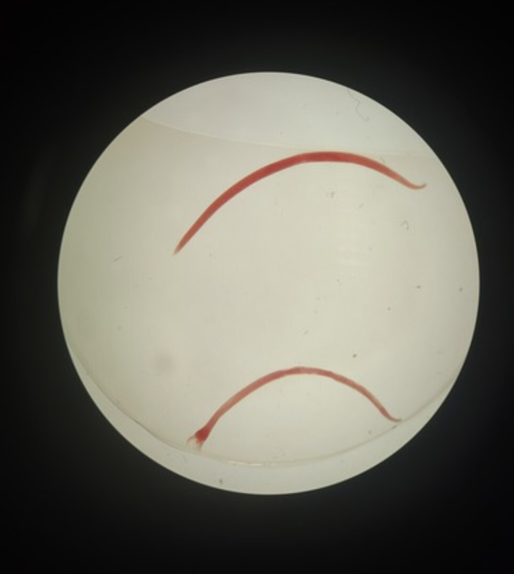 <ul><li><p>identify</p></li><li><p>m.o.t</p></li><li><p>infective stage</p></li><li><p>hosts</p></li></ul><p></p>