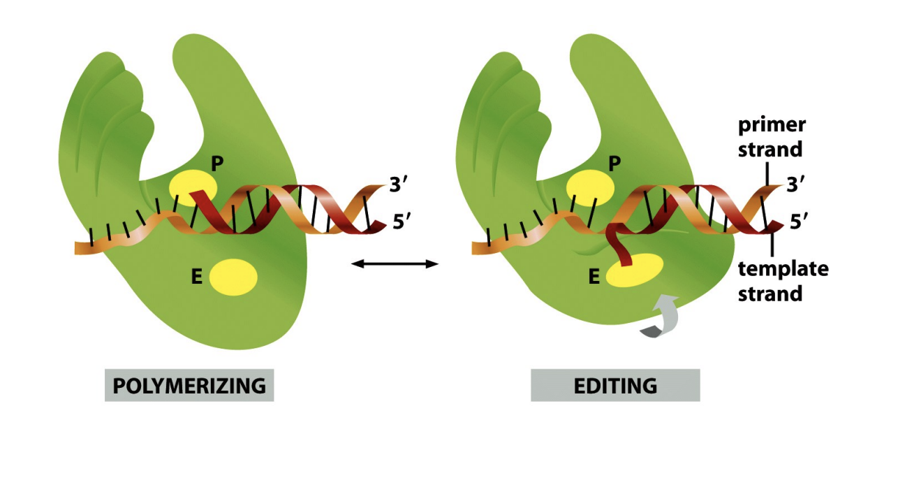 <ol><li><p>Proof-reading exonuclease activity</p></li><li><p>by mismatch repair systems</p></li></ol><p><em>can tell that there is a mismatch becase the DNA doesn’t bind as well and is bulky</em></p><p><em>diagram shows→ the polymerase shuffles back along the DNA to re-do the mistake it just made</em></p>