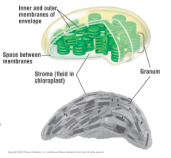 <p>Only found in plants and algae, Sites of photosynthesis, Convert light energy to chemical energy</p>