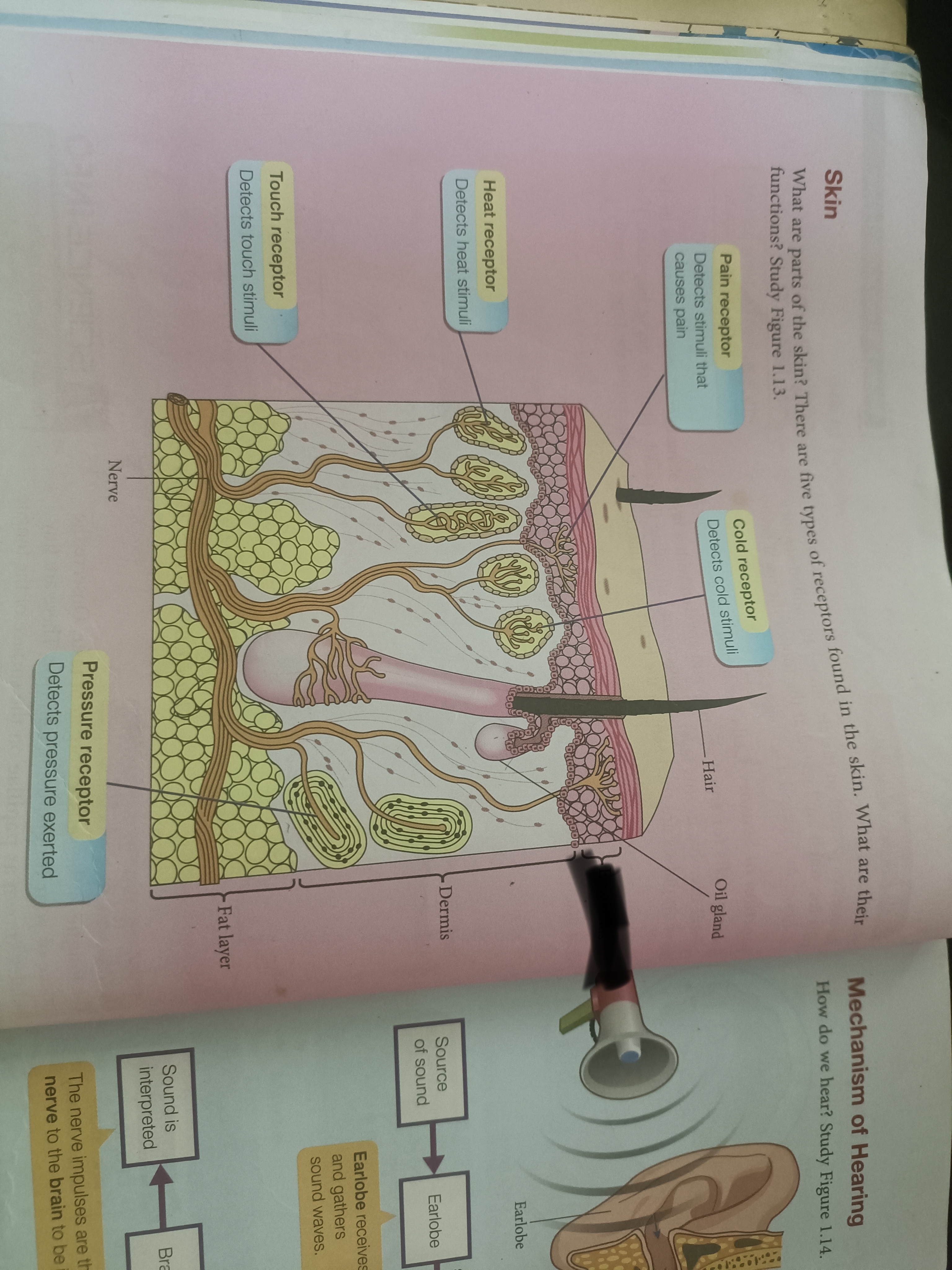<p>What are the thin outer layer known as </p>