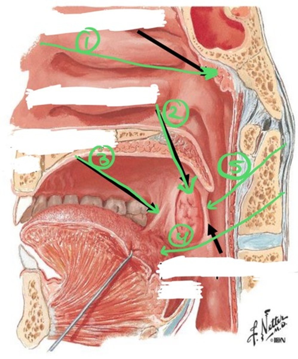 knowt flashcard image