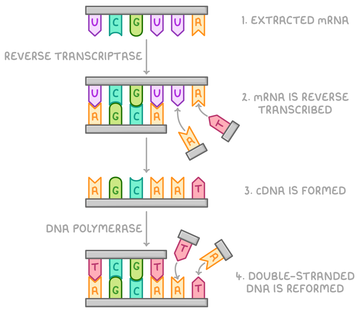 <ol><li><p>mRNA is extracted from cells</p></li><li><p>mRNA is reverse transcribed using reverse transcriptase enzyme and DNA nucleotides</p></li><li><p>makes a cDNA strand identical to original DNA strand and cDNA is isolated from mRNA strand</p></li><li><p>cDNA, free nucleotides and DNA polymerase can form other strand of DNA, reforming desired gene</p></li></ol><p></p>