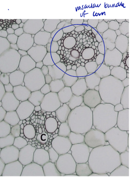 <p>development of large intercellular spaces thru tearing; elongation/grown of plant so nasstretch</p>