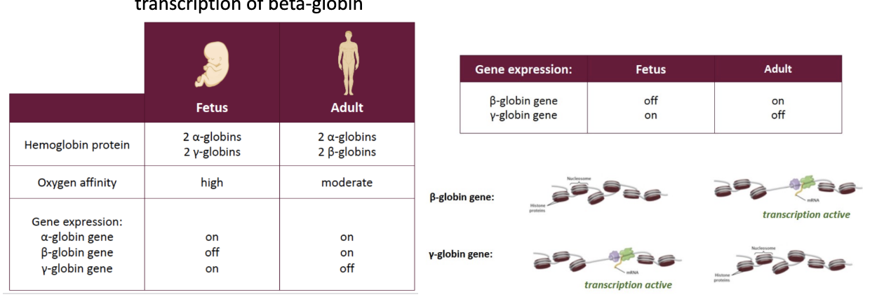 <p><span style="background-color: transparent;"><span>progenitor cell must activate transcription of </span><em><span>globin proteins</span></em><span> that are appropriate for the fetus or adult</span></span></p><p></p><p><span style="background-color: transparent;"><span>**In humans… hemoglobin = tetrameric protein (4 subunits)**</span></span></p><p></p><ul><li><p><span style="background-color: transparent;"><strong><span>In fetus –</span></strong><span> ½:</span><strong><span> </span></strong><span>2 alpha-globin proteins + ½: 2 gamma-globin proteins </span></span></p><ul><li><p><span style="background-color: transparent;"><span>→ gamma-globin can bind oxygen stronger than beta-globin ⇒ allowing the fetus to be able to have more O2 while growing in womb </span></span></p></li><li><p><span style="background-color: transparent;"><span>⤷ chromatin wrapped around gamma-globin = open ⇒ yes transcription </span></span></p></li><li><p><span style="background-color: transparent;"><span>HAS beta-globin genes, but chromatin is wrapped around to inhibit transcription </span></span></p></li></ul></li></ul><ul><li><p><span style="background-color: transparent;"><strong><span>In adult –</span></strong><span> ½: 2 alpha-globin proteins + ½: beta-globin proteins </span></span></p><ul><li><p><span style="background-color: transparent;"><span>→ no need for gamma-globin anymore ⇒ so transcription changes </span></span></p></li><li><p><span style="background-color: transparent;"><span>HAS gamma-globin… but chromatin inhibits transcription of gamma, while allows transcription of beta-globin </span></span></p></li></ul></li><li><p><span style="background-color: transparent;"><span>Developmental switch from gamma to beta-globin proteins:</span></span></p></li></ul><p><span style="background-color: transparent;"><span> - regulated by TFs that are able to silence/repress (OR activate beta-globin) gamma-globin gene transcriptions   </span></span></p><p></p>