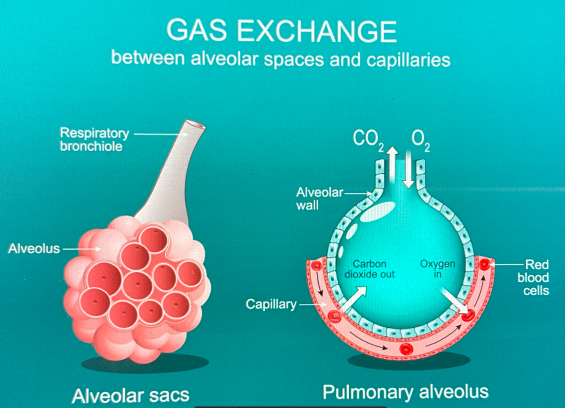 <p>the microscopic sacs of the lungs where gas exchange with the bloodstream takes place</p>
