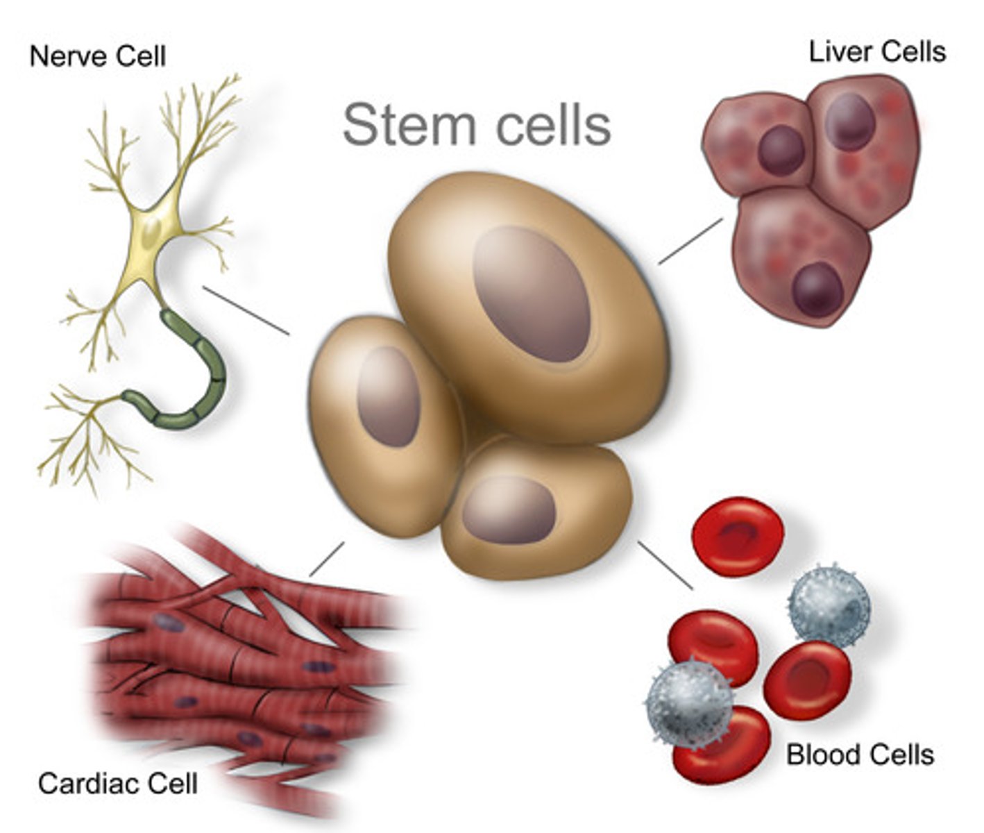 <p>An undifferentiated cell which can become any type of cell</p>