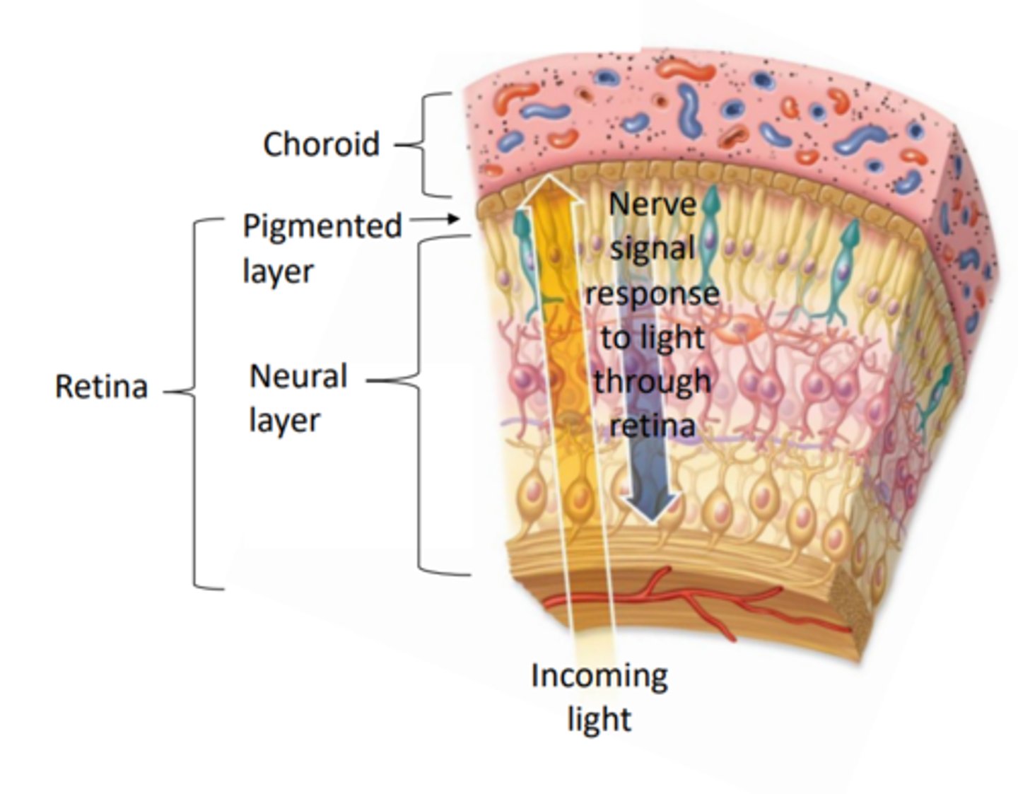 <p>Pigmented layer: attached to choroid (internal to it)</p><p>- provides vitamin A for photoreceptors</p><p>- absorbs stray light to prevent light scatter</p><p>Neural layer: houses photoreceptors and associated neurons</p><p>- receives light and converts it to nerve signals</p>
