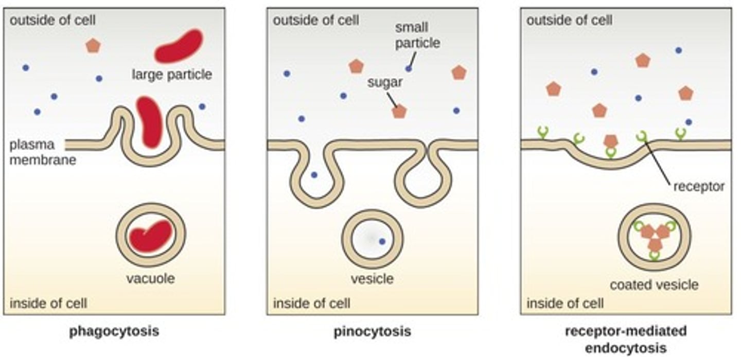 <p>Process by which cells internalize substances from their external environment.</p>