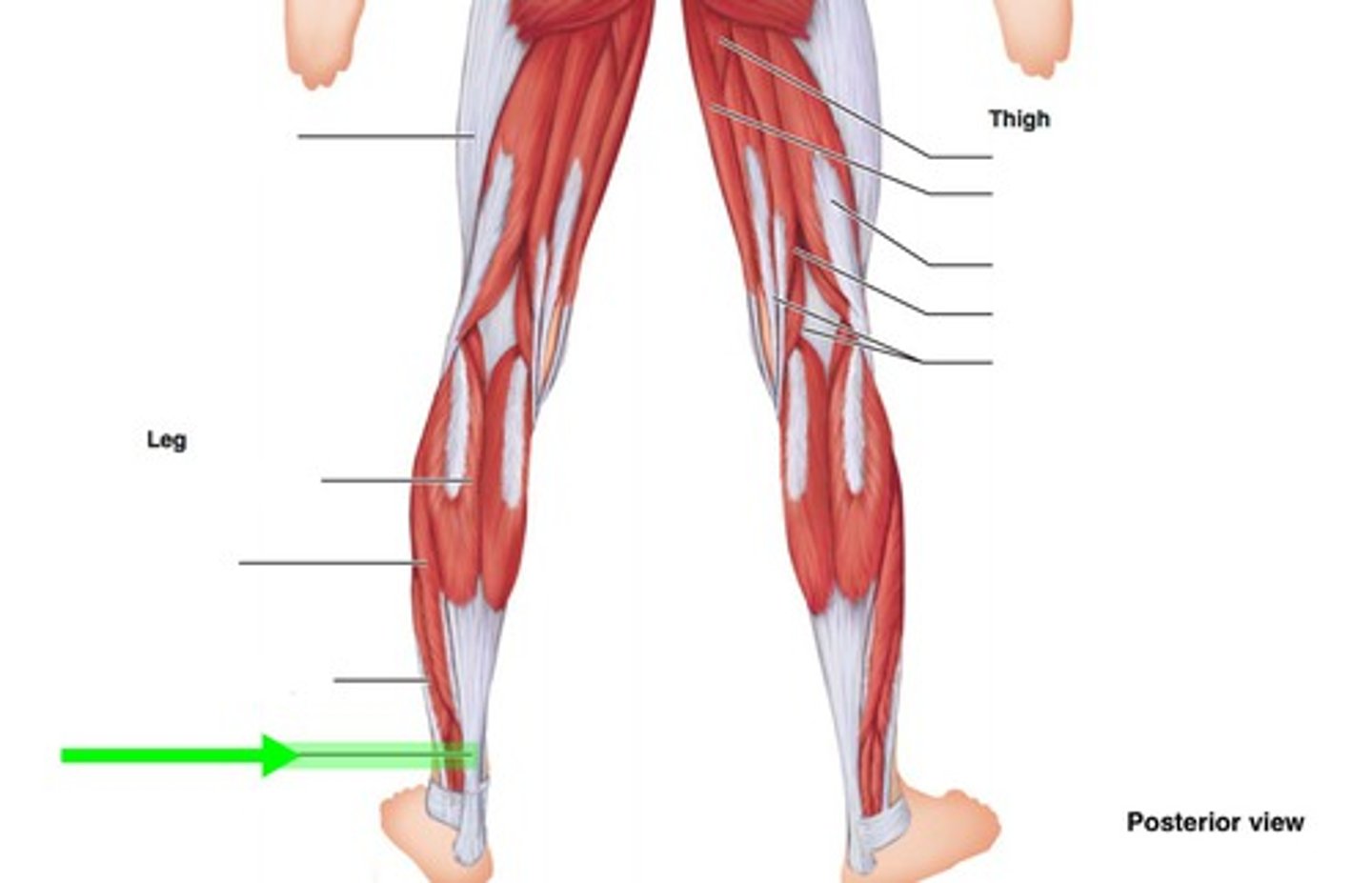<p>attaches the gastrocnemius muscle to the heel bone</p>