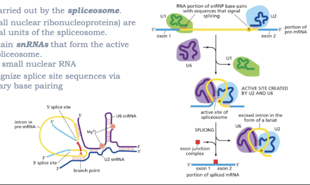 <ul><li><p>SPLICING IS CARRIED OUT BY THE SPLICEOSOME </p></li><li><p>snRNPs (SMALL NUCLEAR RIBONUCLEOPROTEINS) ARE FUNCTIONAL UNITS OF THE SPLICEOSOME</p></li><li><p>snRNPs CONTAIN snRNAs THAT FORM THE ACTIVE SITE OF THE SPLICEOSOME</p><ul><li><p>snRNA=SMALL NUCLEAR RNA</p></li></ul></li><li><p>snRNAs RECOGNIZE SPLICE SITE SEQUENCES VIA COMPLEMENTARY BASE PAIRING</p></li></ul><p></p>