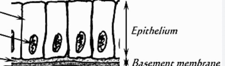 <p>underlying layers of epithelial tissue</p>