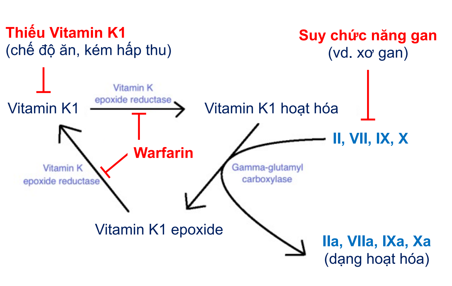 <p>A. Yếu tố II, VII, IX, X</p>
