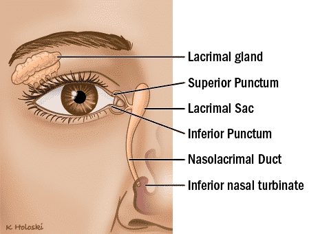 <p>the bony cavity that contains the eyeballs</p>