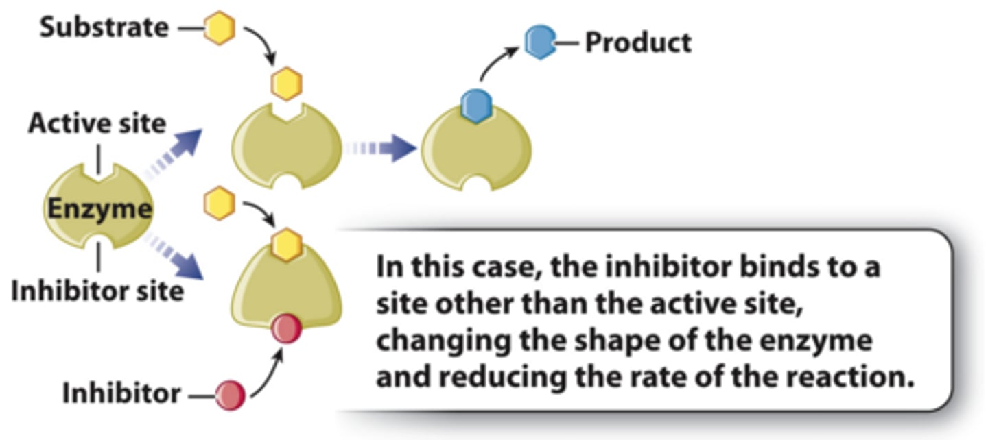 <p>allosteric regulators (noncovalent)</p>