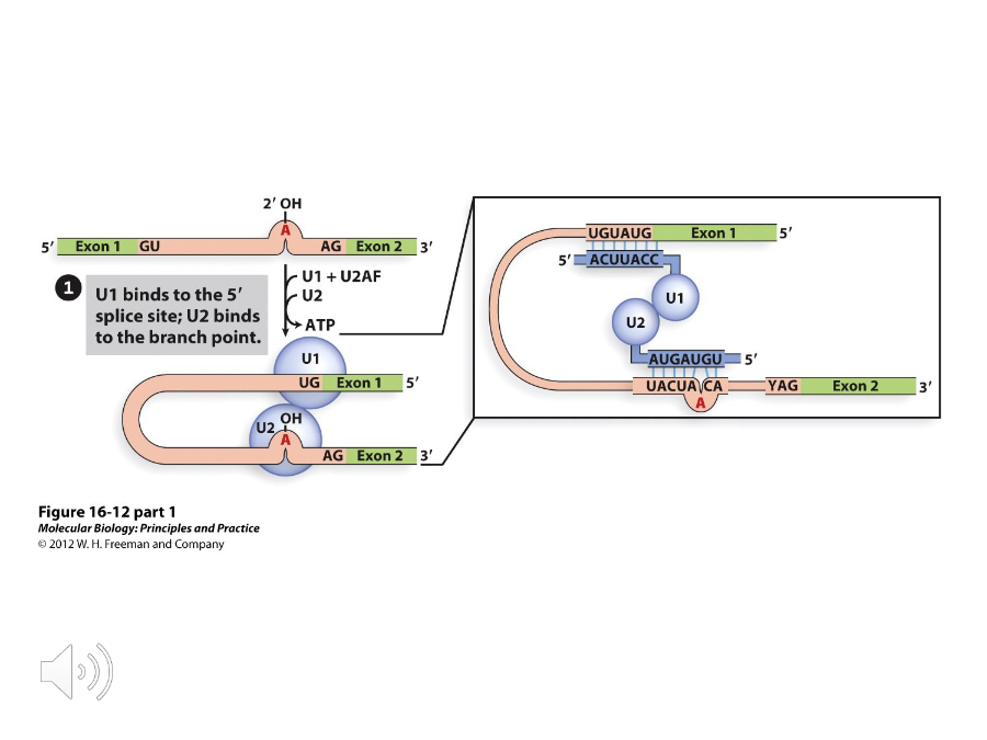 <p>The ( ) protein recognizes the GU at the 5’ splice site while U2AF binds to the AG at the 3’ splice site. This recruits ( ) to the branch point.</p>