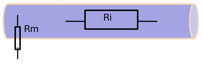 <ol><li><p>Axons and dendrites are <strong>poor conductors</strong> of electricity</p></li><li><p>Due to high resistance to ionic movement within the cytoplasm and <strong>low</strong> resistance to ionic movement through ion channels in the membrane</p></li></ol><p></p><p><em>i.e there is resistance:</em></p><ul><li><p>low→ Causes ions to leak out (Rm) </p></li><li><p>high→ stopping ions moving through the neuron (Ri)</p></li></ul><p></p>