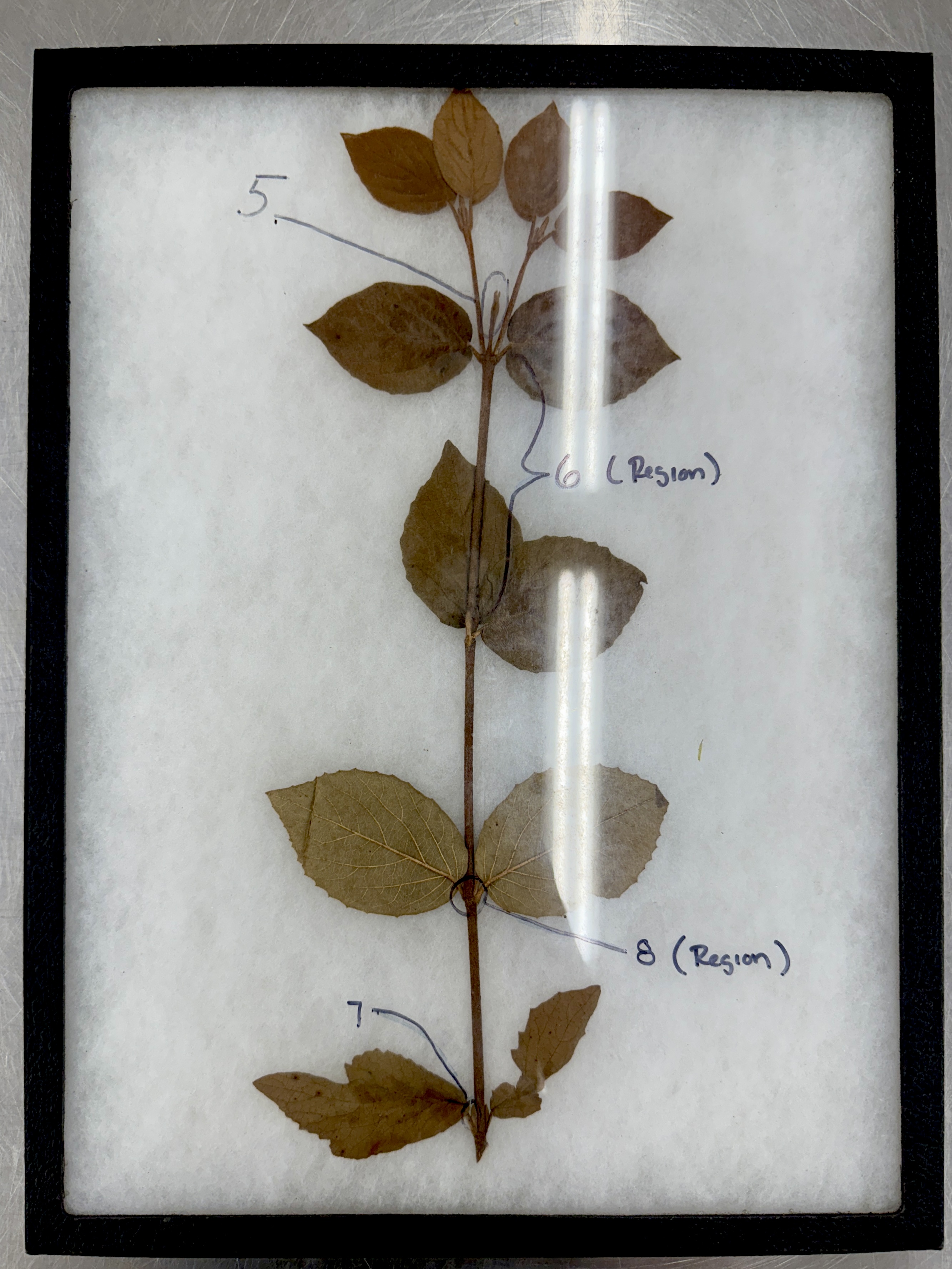 <p>Identify the stem structures</p>