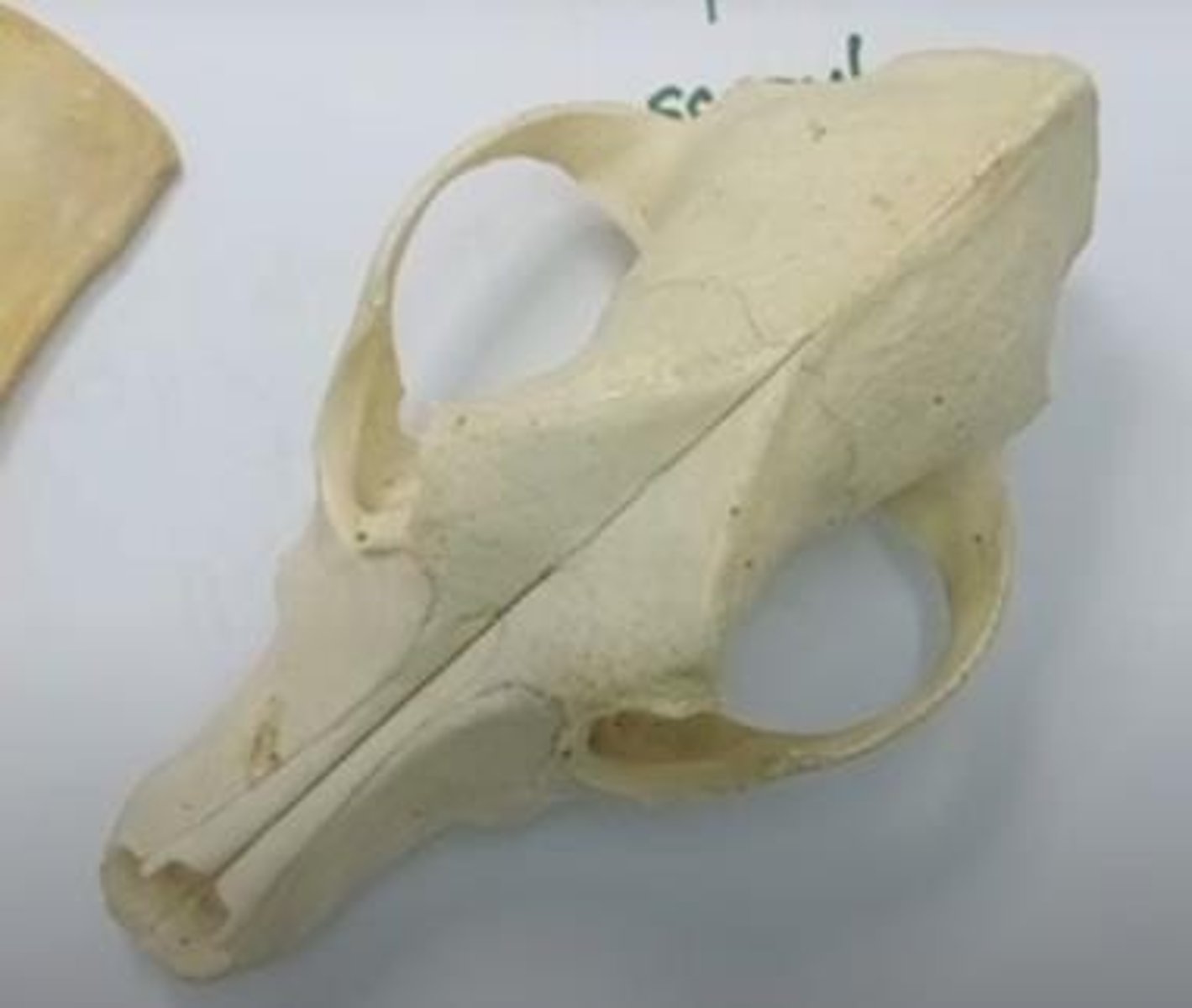 <p>A bone located in the forehead region.</p>
