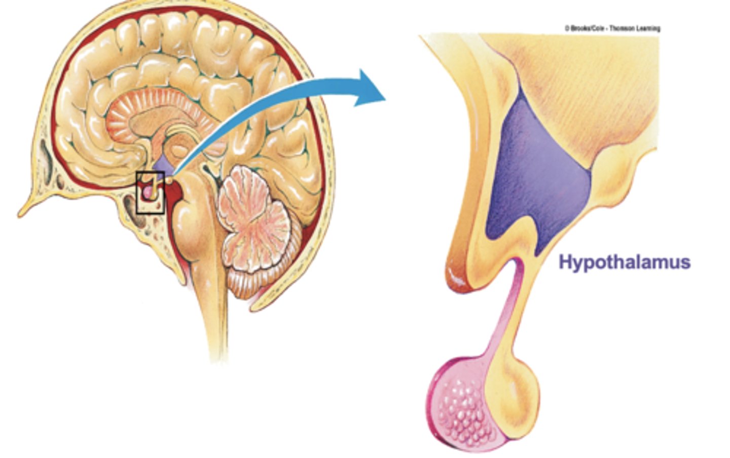 <p>brain region controlling the pituitary gland</p>